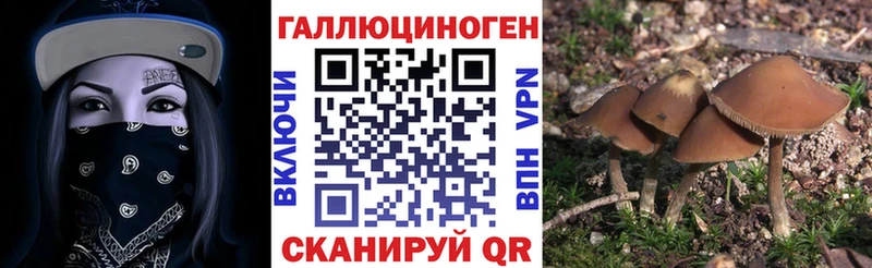 дарнет шоп  Спасск-Рязанский  Псилоцибиновые грибы Psilocybine cubensis 